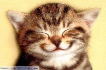 le chaton